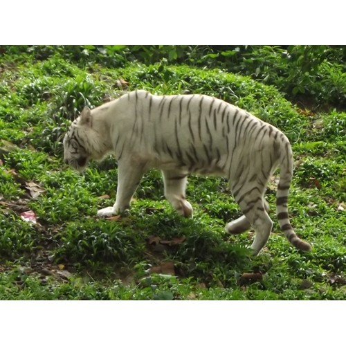 Фигурка - Тигр белый, размер 13 х 3 х 6 см.  